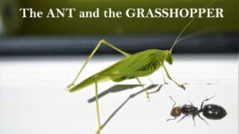 The Ant and the Grasshopper – Moral Stories